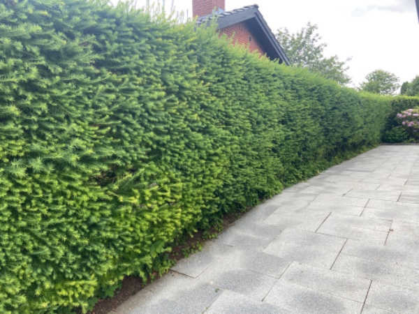 Hækklipning af lærkehæk