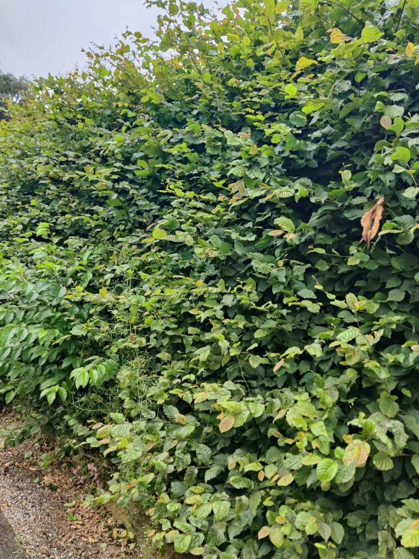 Fjernet ukrudt, klippe hæk og trimme græs i Billund