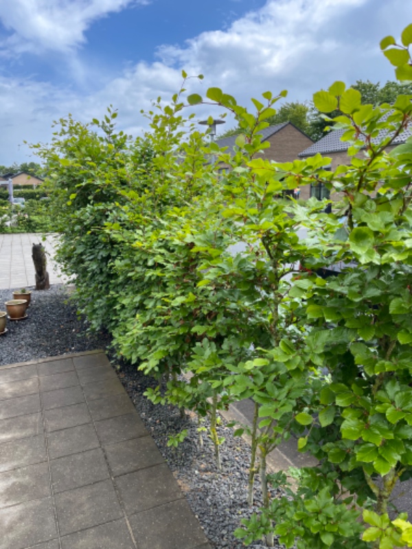 Hækklipning af 50 m bøgehæk