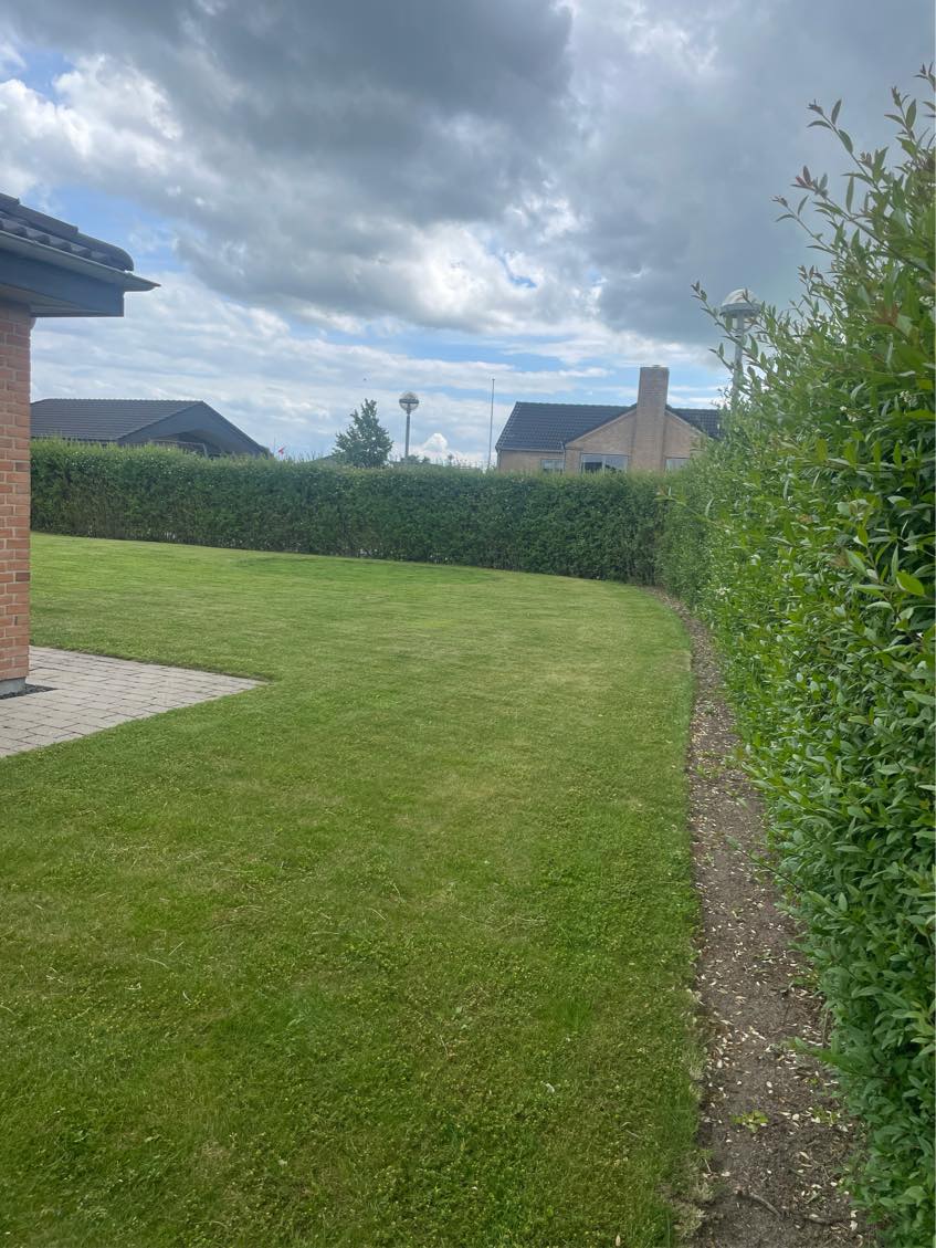 Klipning af ligusterhæk