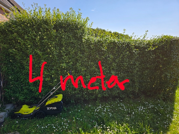 Hækklipning og affaldsfjernelse