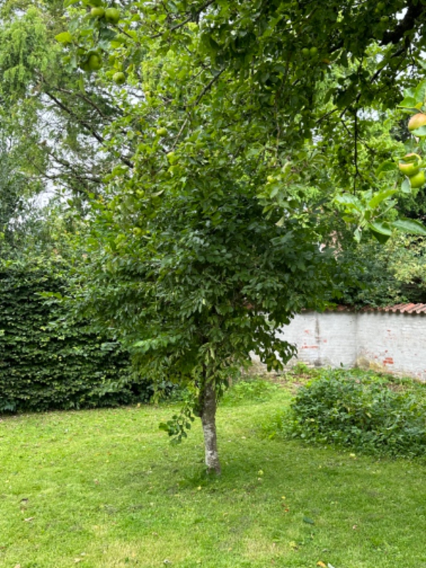 Træfældning af større hæg samt fældning af lille blommetræ og fjernelse af to stuppe fra tidligere f