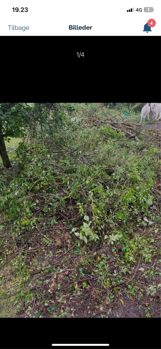 Bortførsel af haveaffald træer og store grene