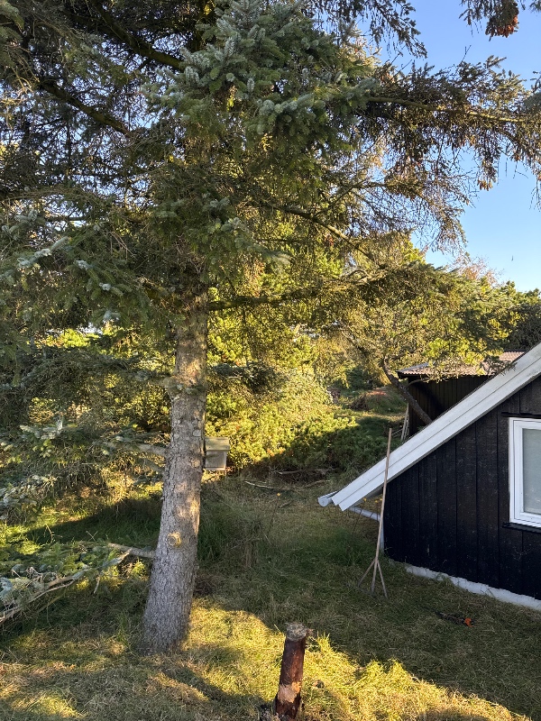 Fældning af to grantræer der står tæt påHud