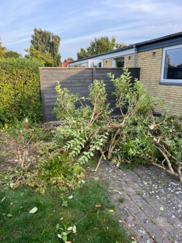 Bortførsel af grene og to stubbe op