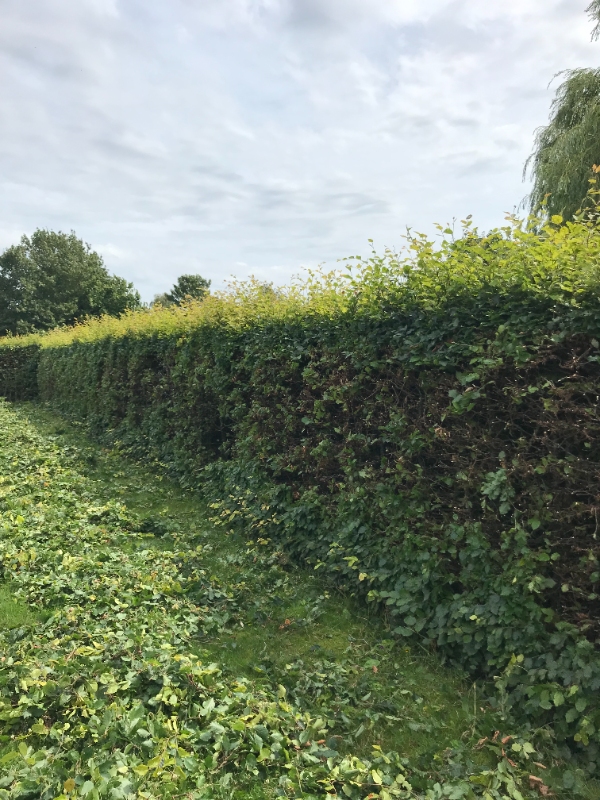 Klipning af hæk + bortskafning affald
