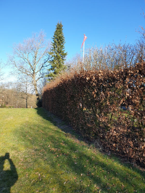 Beskæring af toppen på bøgehæk
