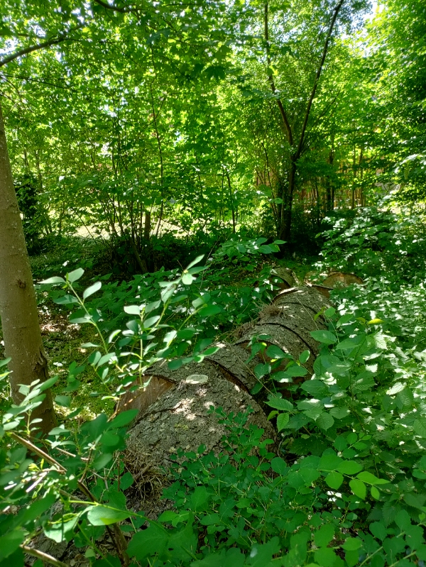 Kløve en masse brænde med en elektrisk brændekløver. Der er 11 træer. Se evt. Billeder