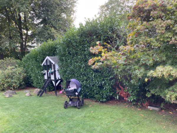 Klipning af kirsebærlaurbærhæk