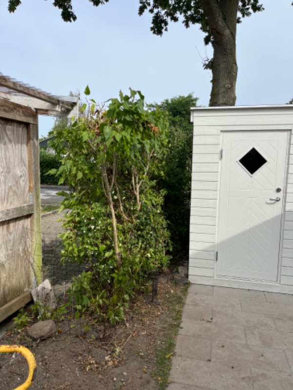 Fjerne hæk plus rødder