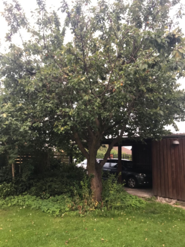 Have arbejde - fældning af 5 træer samt bort kørsel