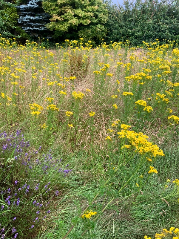 Græsklipning og hækkeklipning