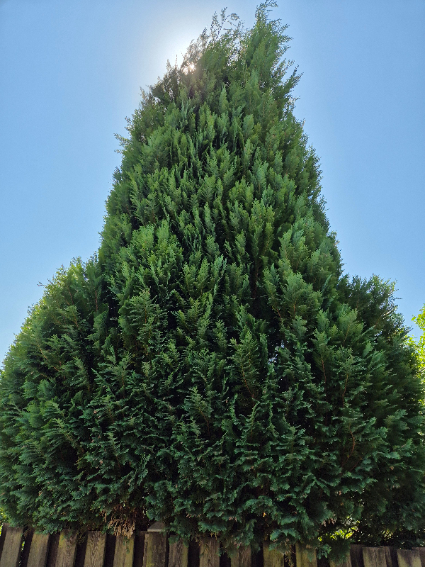 Topbeskæring og fældning