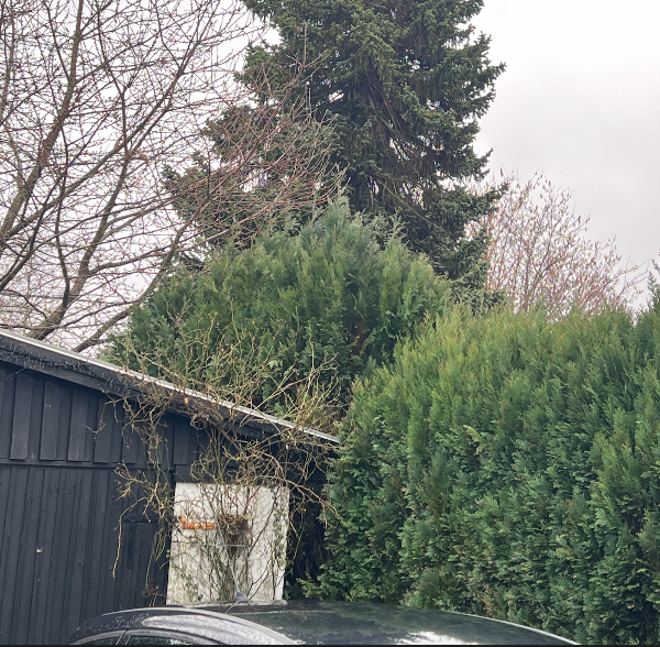 Kraftig topbeskæring af ca. 15m thuja hæk samt tynding af sider og bortskaffelse af afklip