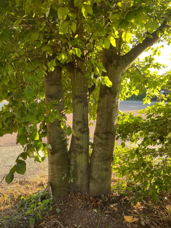 Fældning af 3 træer