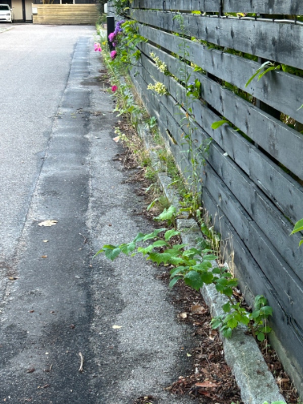 Fjerne ukrudt og ordne have