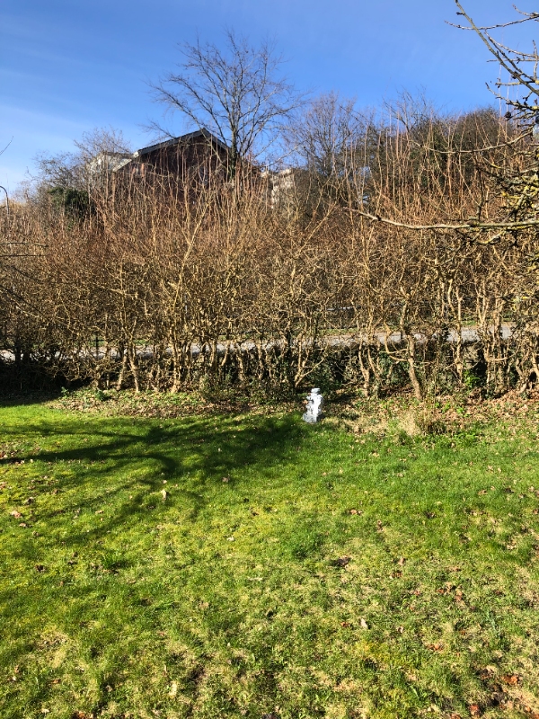 beskæring af ca. 3,5- 4 meter høj hæk. Den er ca. 30 meter lang