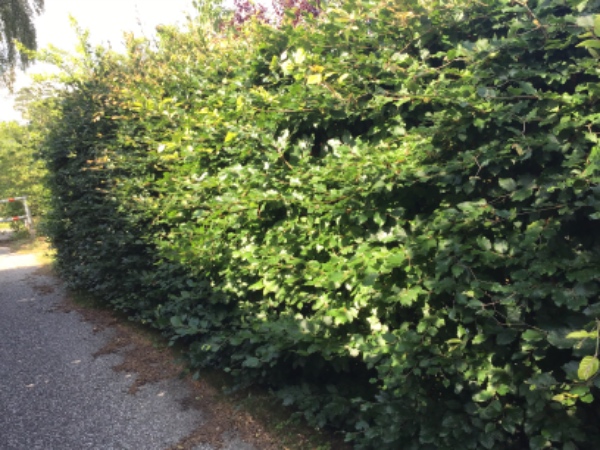 Klipning/beskæring af bøgehæk på ca. 220 cm til ca. 160 cm. Køre affald væk.