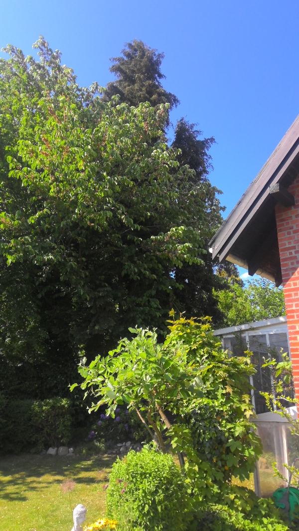 Fældning og bortskaffelse af træer