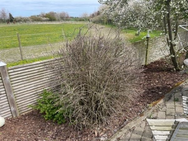 Træfældning, beskæring og fjernelse af stub