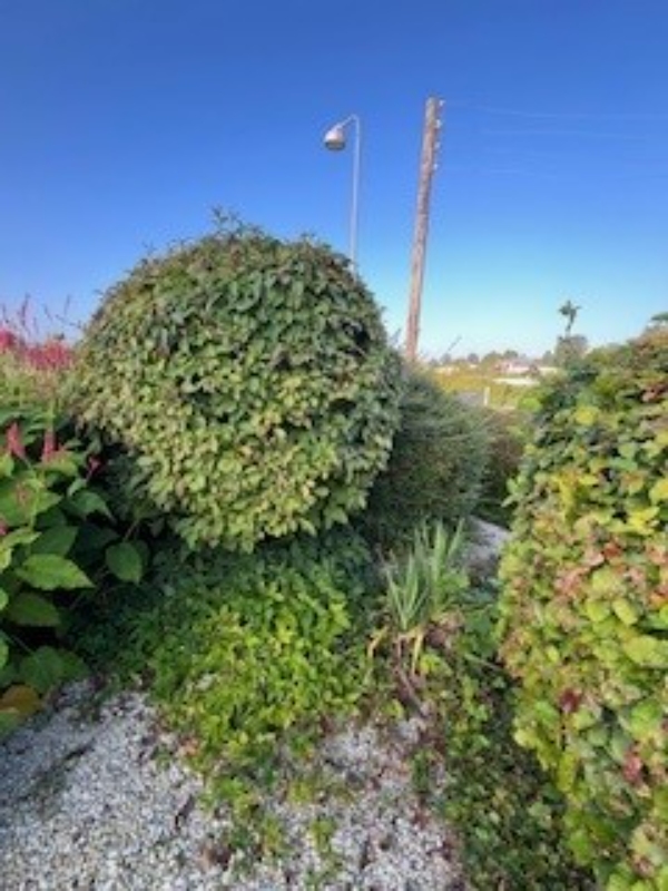 Store buske der skal fjernes