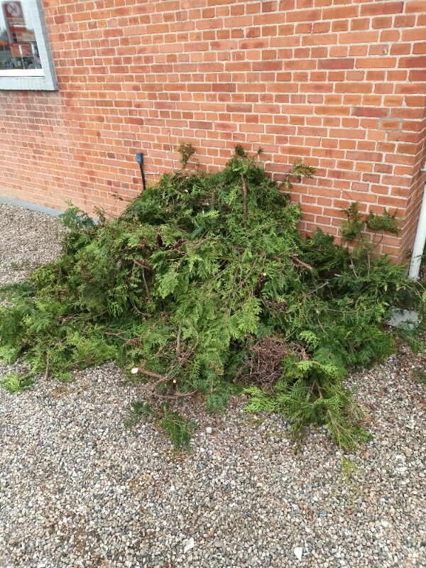 Fælde en thuja og køre affaldet væk