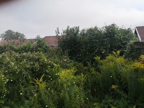 Klip af ca 100m blandet hække og buske