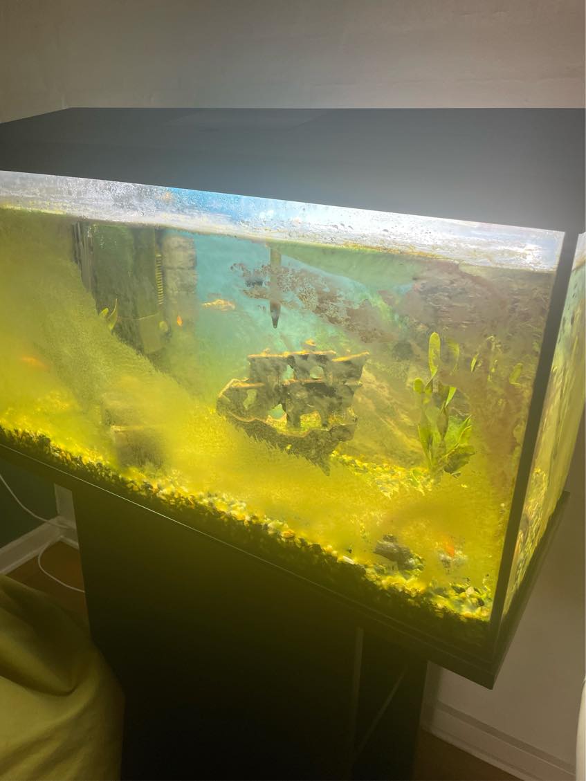 Clean fish tank