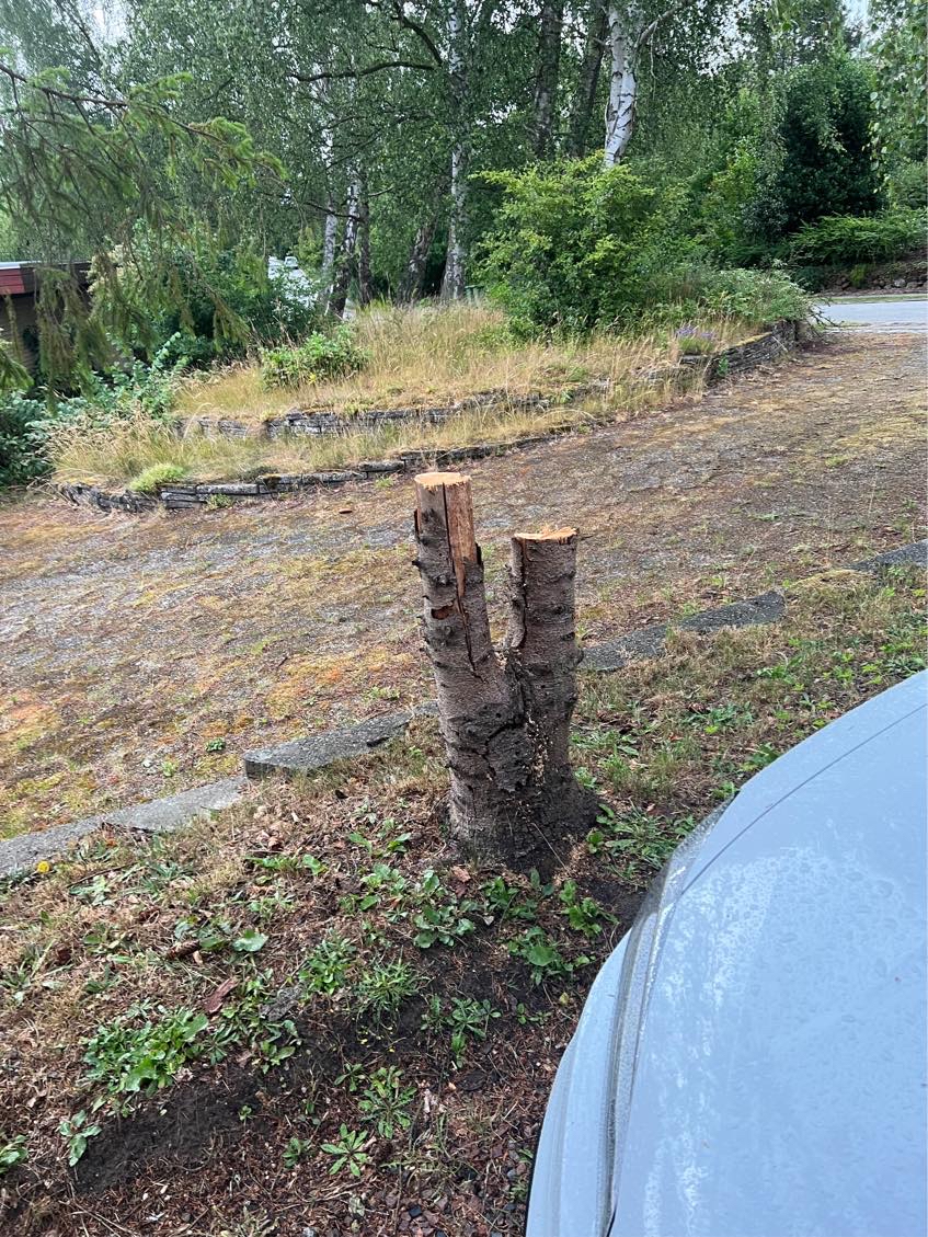 to gamle træstammer fjernes 