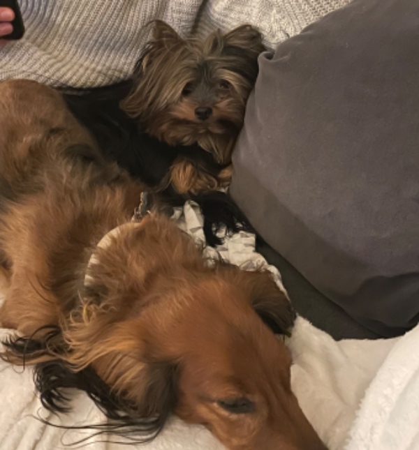 8/7 til den 25/7Pasning ude af to små kastrerede hanhunde under 19 kg