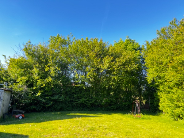 Beskæring og bortskaffelse af hæk