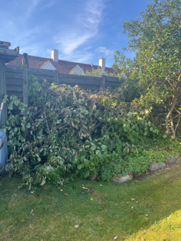 Fjerne grene og træ fra et gl æbletræ