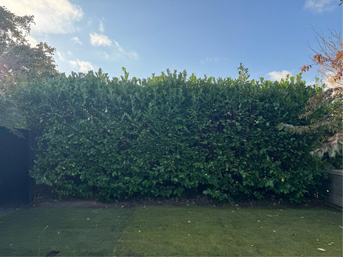 Klipning af hæk - kun øverste led