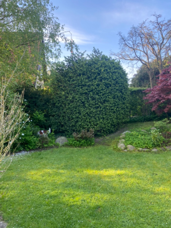 Hække- og buskbeskæring