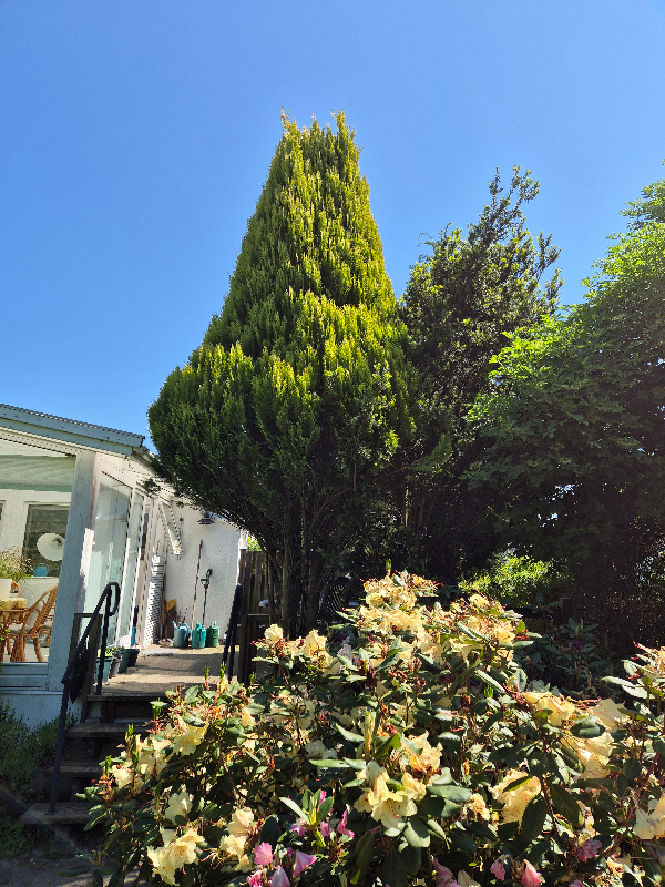 Topbeskæring og fældning