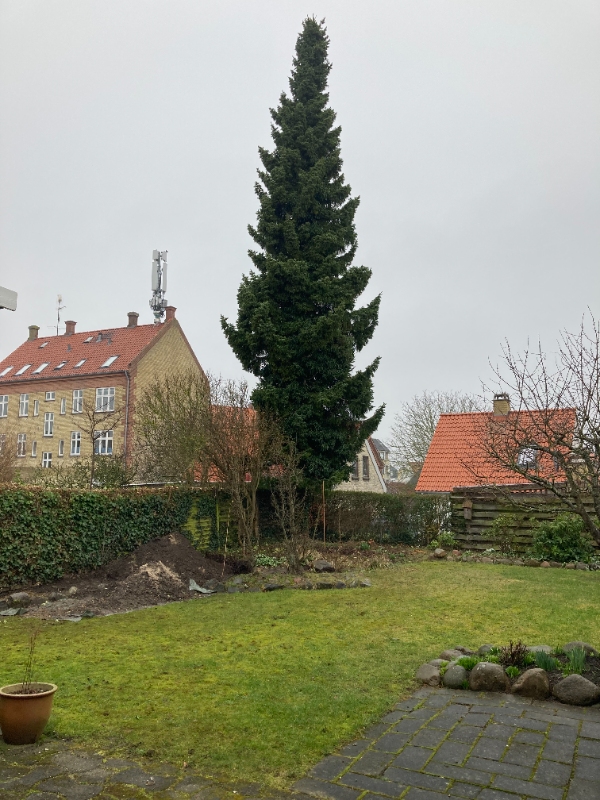 Fældning af grantræ