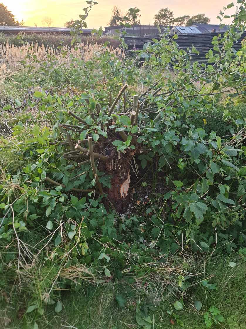 Æbletræ stamme skæres  ned