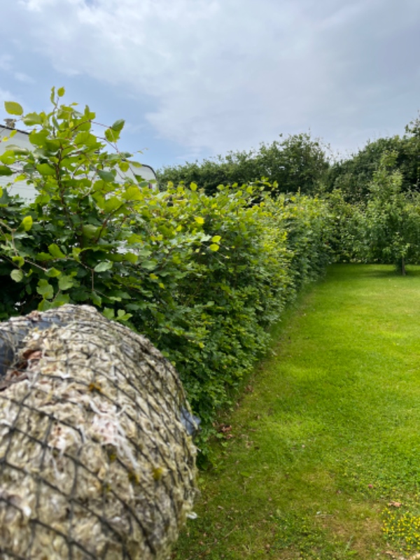 Hækklipning af 50 m bøgehæk