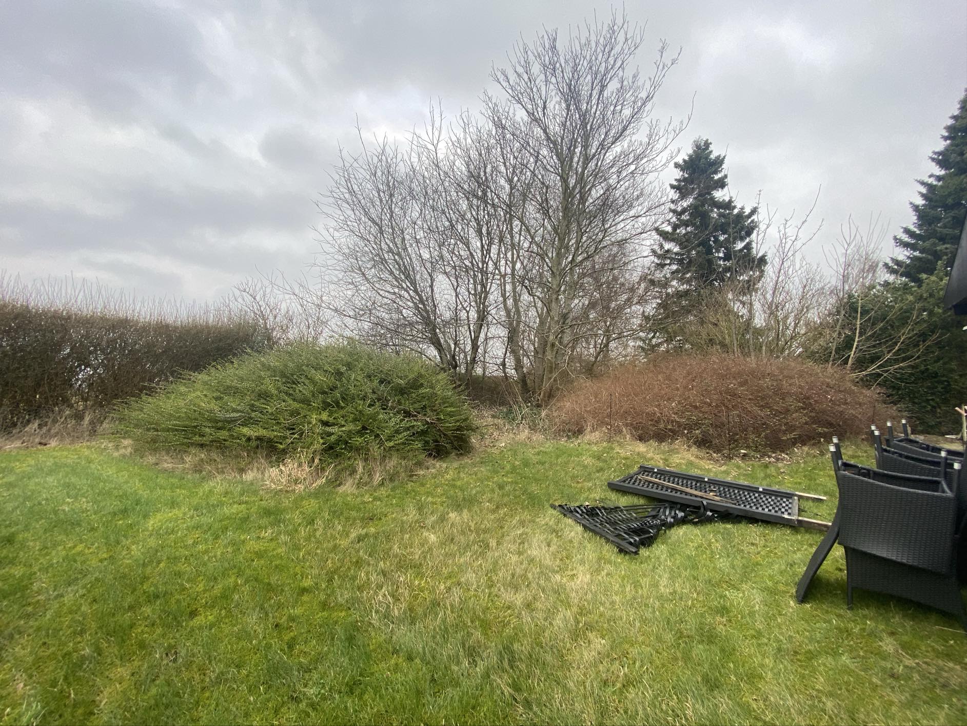 Haverenovering inkl træfældning