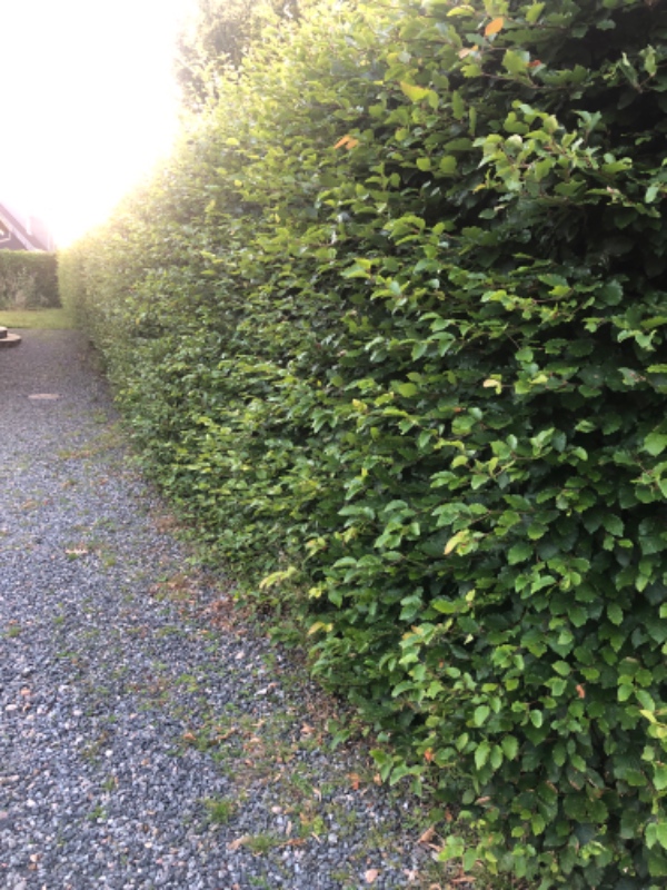 Klipning af bøgehæk