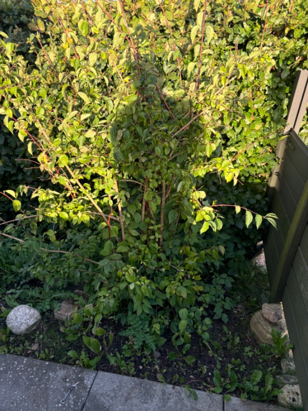 Ukrudt og hække klip bl.a