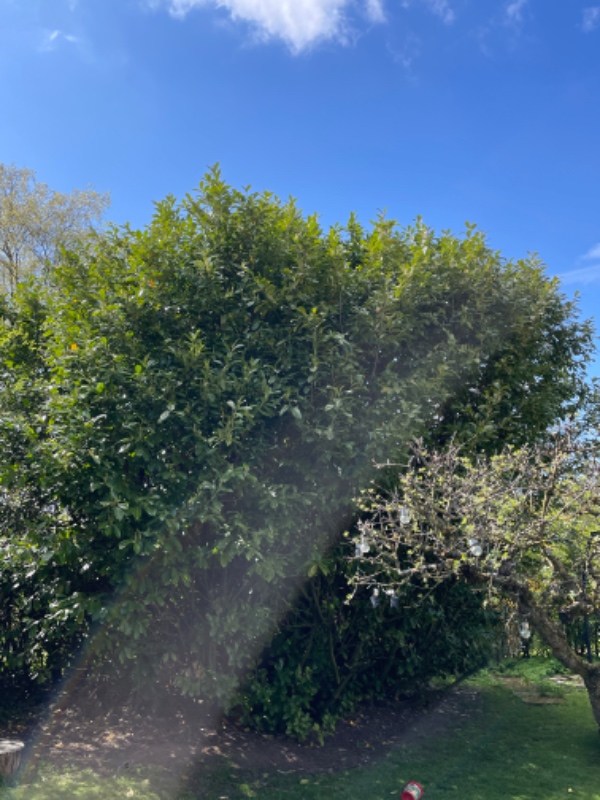Klipning af hæk og stor busk/træ