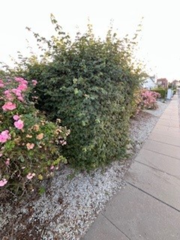 Store buske der skal fjernes