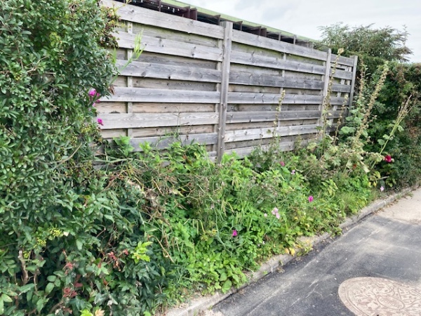 Oprensning og nyplantning af 4 meter hæk