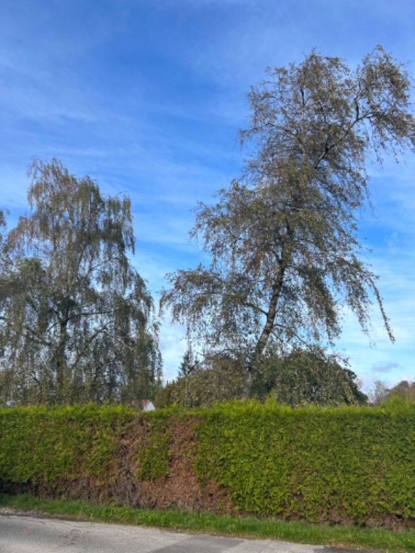 Fældning af birketræ