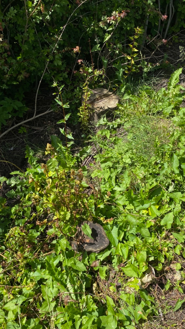 Gravearbejde for 10-15 stumper