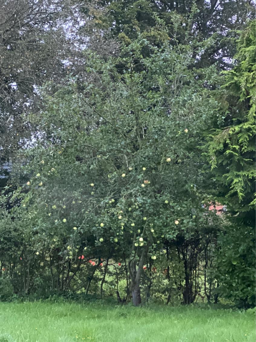 Fælde træ + oprydning