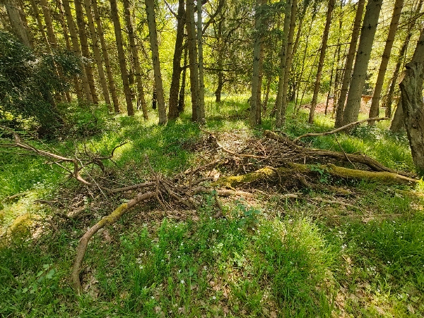 Bortkørsel af affaldstræ