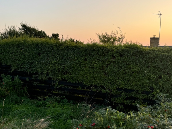 Hæk. Højdejustering