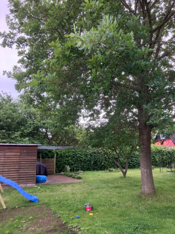 Fældning af egetræ og stubfræsning